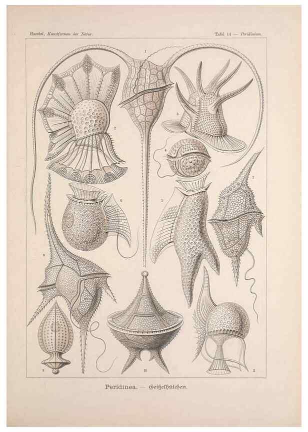 Reproducción/Reproduction 48430651087: Kunstformen der Natur. Leipzig und Wien :Verlag des Bibliographischen Instituts,1899-1904.. 