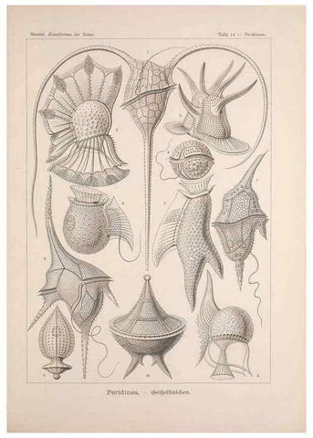 Reproducción/Reproduction 48430651087: Kunstformen der Natur. Leipzig und Wien :Verlag des Bibliographischen Instituts,1899-1904.. 