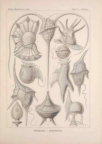 Reproducción/Reproduction 48430651087: Kunstformen der Natur. Leipzig und Wien :Verlag des Bibliographischen Instituts,1899-1904.. 
