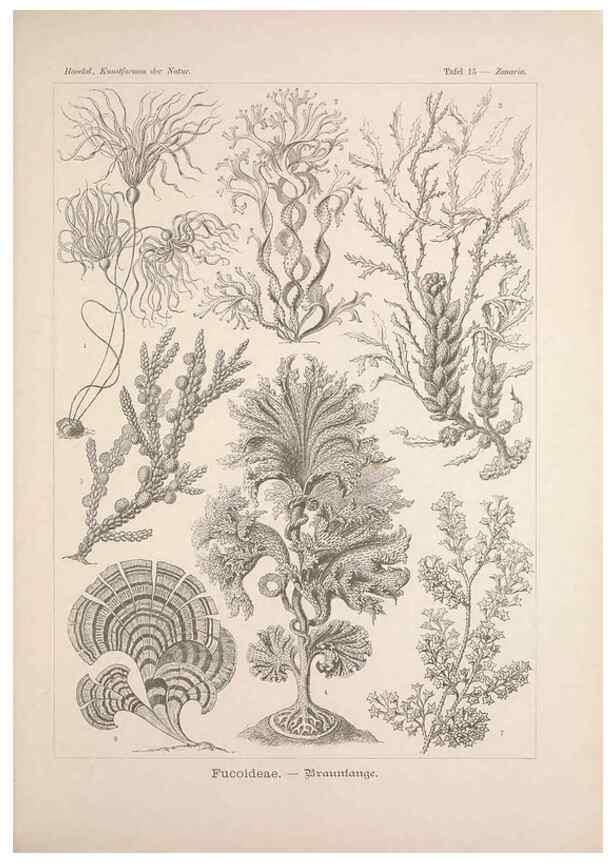 Reproducción/Reproduction 48430651497: Kunstformen der Natur. Leipzig und Wien :Verlag des Bibliographischen Instituts,1899-1904.. 