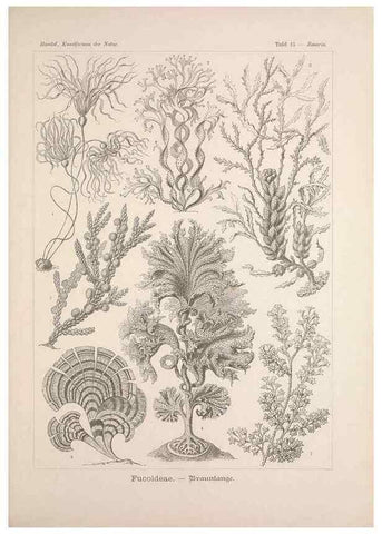 Reproducción/Reproduction 48430651497: Kunstformen der Natur. Leipzig und Wien :Verlag des Bibliographischen Instituts,1899-1904.. 