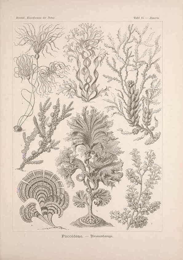 Reproducción/Reproduction 48430651497: Kunstformen der Natur. Leipzig und Wien :Verlag des Bibliographischen Instituts,1899-1904.. 