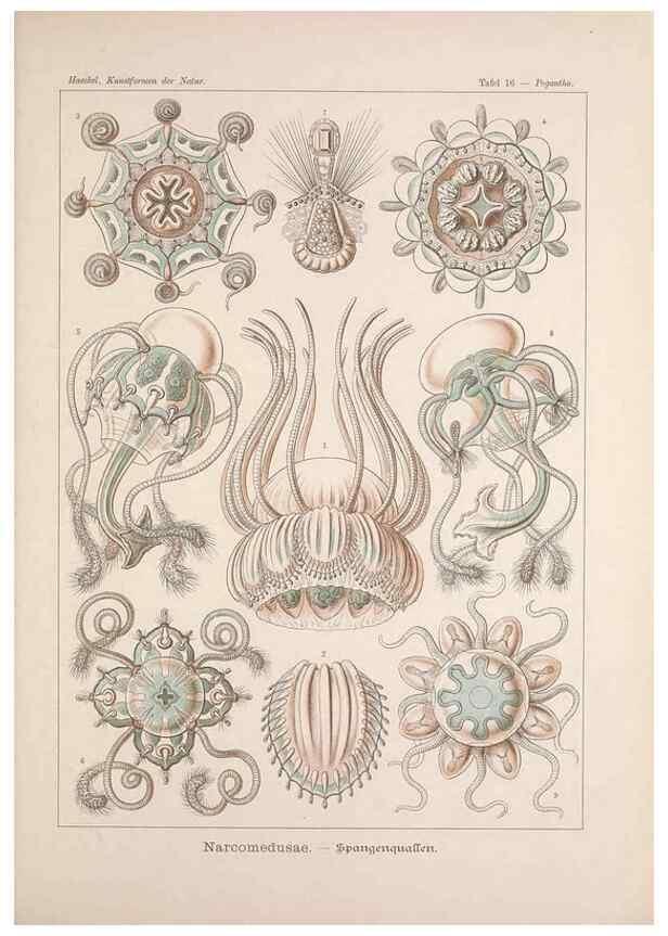 Reproducción/Reproduction 48430651952: Kunstformen der Natur. Leipzig und Wien :Verlag des Bibliographischen Instituts,1899-1904.. 