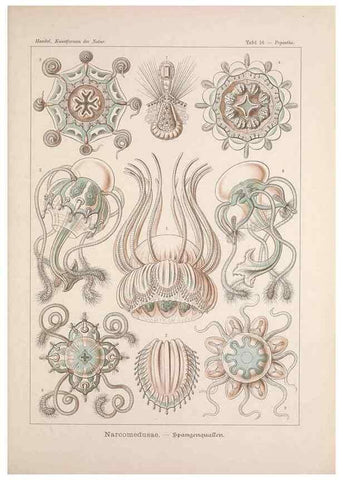 Reproducción/Reproduction 48430651952: Kunstformen der Natur. Leipzig und Wien :Verlag des Bibliographischen Instituts,1899-1904.. 