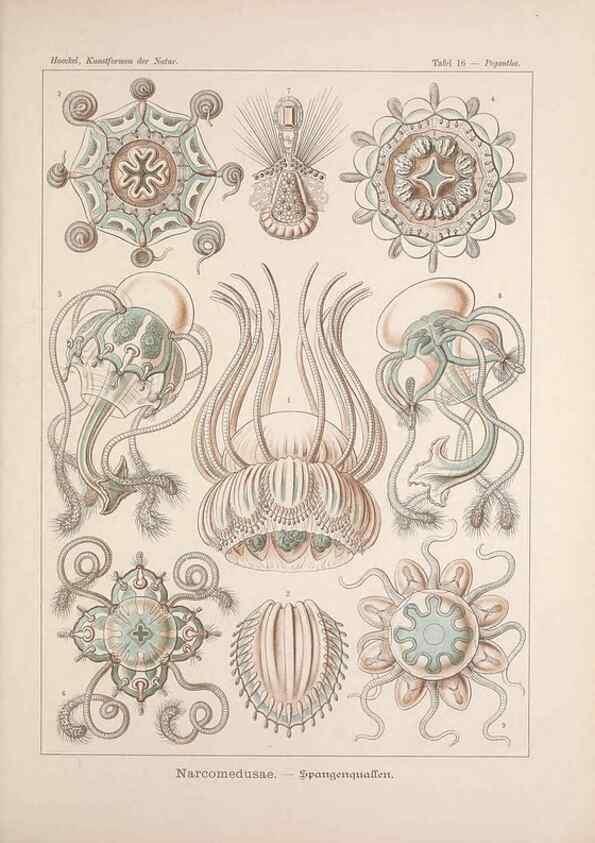 Reproducción/Reproduction 48430651952: Kunstformen der Natur. Leipzig und Wien :Verlag des Bibliographischen Instituts,1899-1904.. 