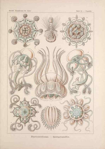 Reproducción/Reproduction 48430651952: Kunstformen der Natur. Leipzig und Wien :Verlag des Bibliographischen Instituts,1899-1904.. 