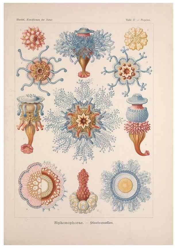 Reproducción/Reproduction 48430652442: Kunstformen der Natur. Leipzig und Wien :Verlag des Bibliographischen Instituts,1899-1904.. 