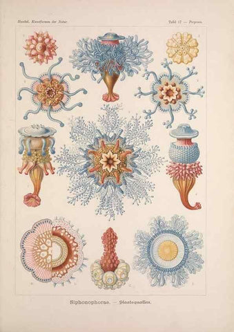 Reproducción/Reproduction 48430652442: Kunstformen der Natur. Leipzig und Wien :Verlag des Bibliographischen Instituts,1899-1904.. 