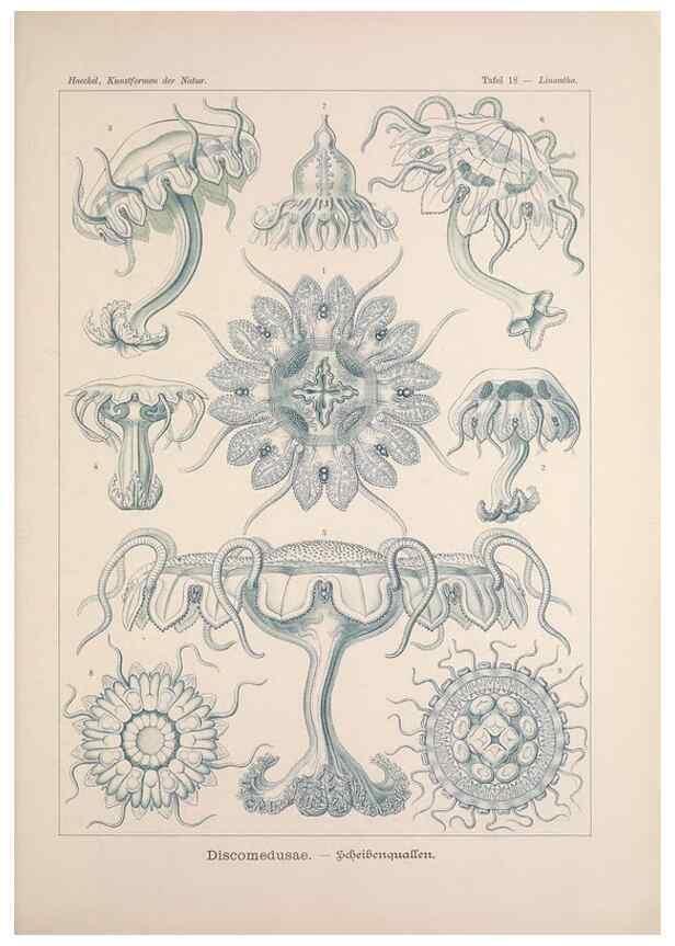 Reproducción/Reproduction 48430511351: Kunstformen der Natur. Leipzig und Wien :Verlag des Bibliographischen Instituts,1899-1904.. 