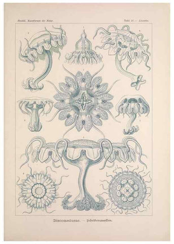 Reproducción/Reproduction 48430511351: Kunstformen der Natur. Leipzig und Wien :Verlag des Bibliographischen Instituts,1899-1904.. 