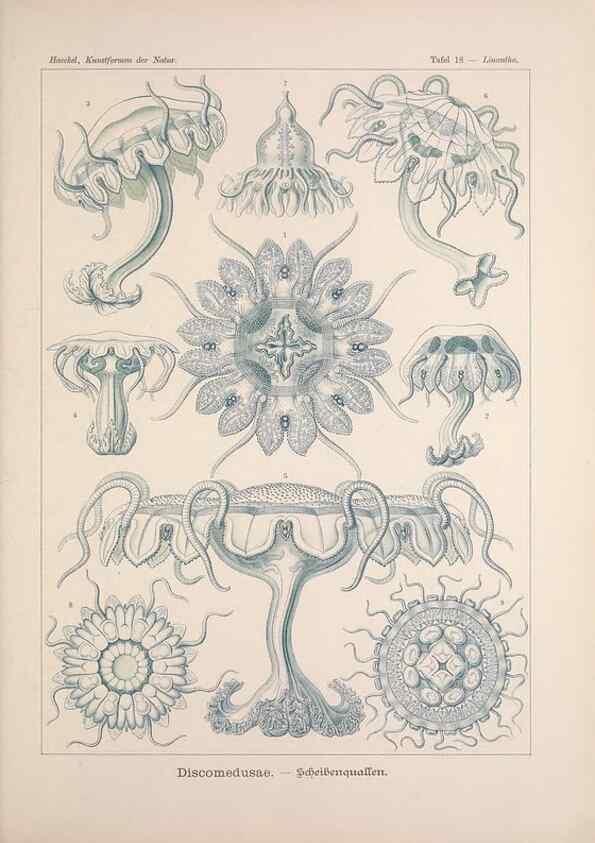 Reproducción/Reproduction 48430511351: Kunstformen der Natur. Leipzig und Wien :Verlag des Bibliographischen Instituts,1899-1904.. 