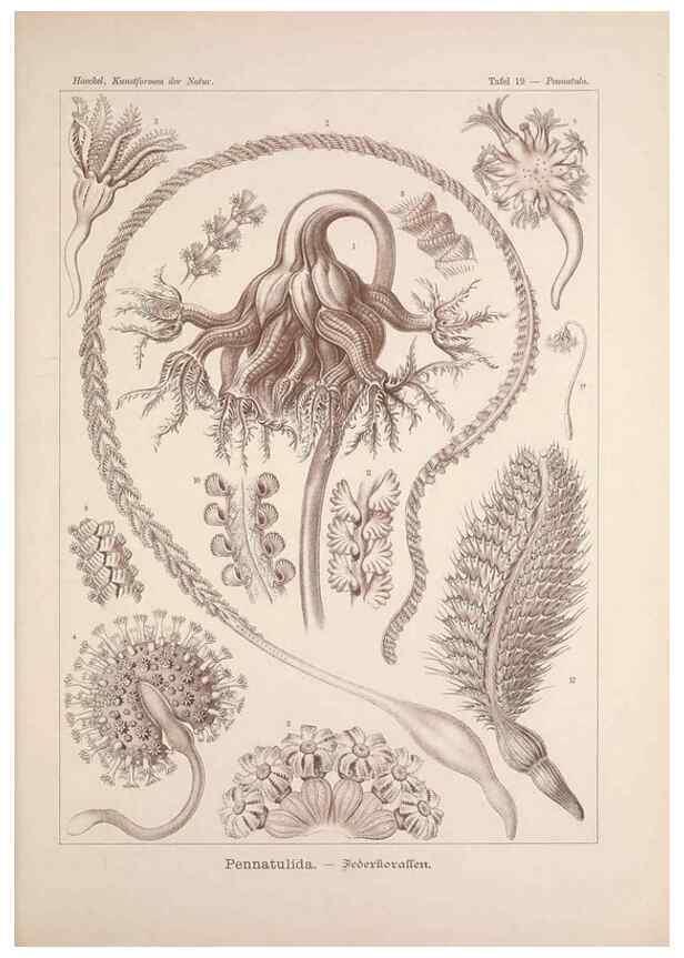 Reproducción/Reproduction 48430511816: Kunstformen der Natur. Leipzig und Wien :Verlag des Bibliographischen Instituts,1899-1904.. 