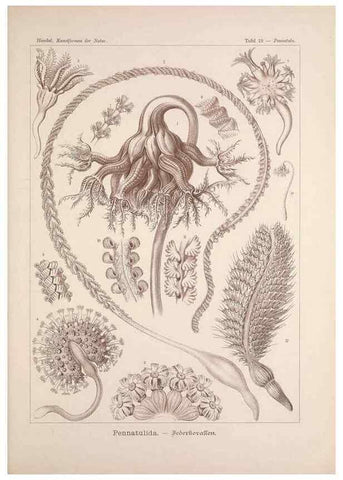Reproducción/Reproduction 48430511816: Kunstformen der Natur. Leipzig und Wien :Verlag des Bibliographischen Instituts,1899-1904.. 