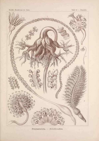 Reproducción/Reproduction 48430511816: Kunstformen der Natur. Leipzig und Wien :Verlag des Bibliographischen Instituts,1899-1904.. 
