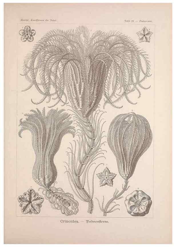 Reproducción/Reproduction 48430512256: Kunstformen der Natur. Leipzig und Wien :Verlag des Bibliographischen Instituts,1899-1904.. 