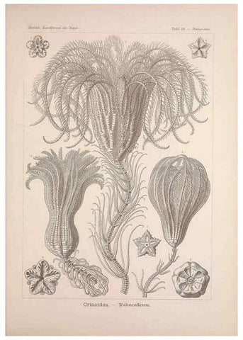 Reproducción/Reproduction 48430512256: Kunstformen der Natur. Leipzig und Wien :Verlag des Bibliographischen Instituts,1899-1904.. 