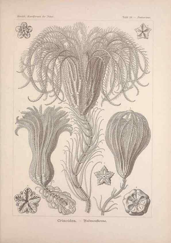 Reproducción/Reproduction 48430512256: Kunstformen der Natur. Leipzig und Wien :Verlag des Bibliographischen Instituts,1899-1904.. 