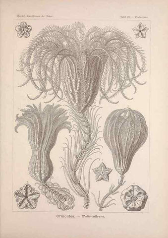 Reproducción/Reproduction 48430512256: Kunstformen der Natur. Leipzig und Wien :Verlag des Bibliographischen Instituts,1899-1904.. 