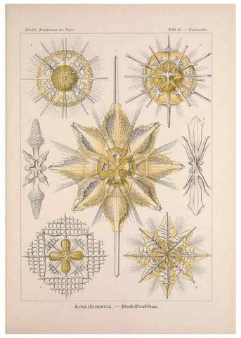 Reproducción/Reproduction 48430512701: Kunstformen der Natur. Leipzig und Wien :Verlag des Bibliographischen Instituts,1899-1904.. 