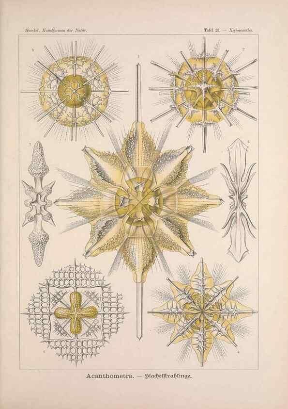 Reproducción/Reproduction 48430512701: Kunstformen der Natur. Leipzig und Wien :Verlag des Bibliographischen Instituts,1899-1904.. 