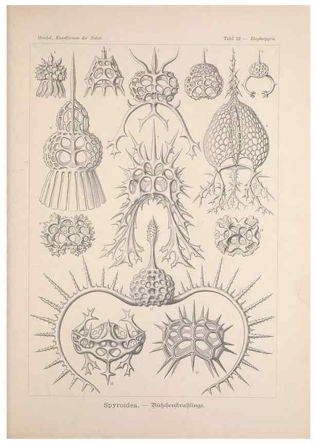 Reproducción/Reproduction 48430654652: Kunstformen der Natur. Leipzig und Wien :Verlag des Bibliographischen Instituts,1899-1904.. 