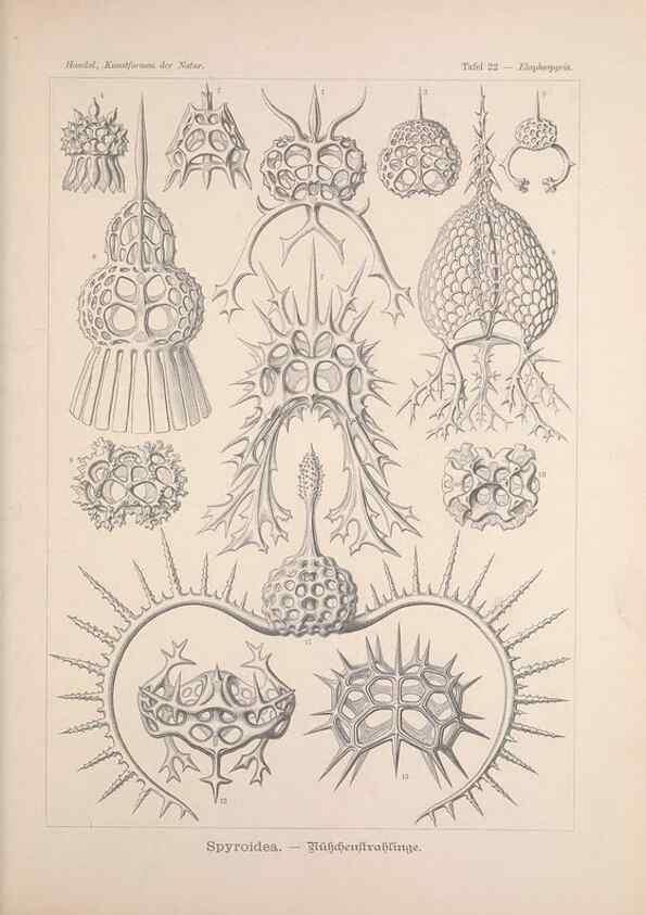 Reproducción/Reproduction 48430654652: Kunstformen der Natur. Leipzig und Wien :Verlag des Bibliographischen Instituts,1899-1904.. 