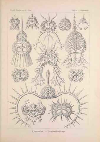 Reproducción/Reproduction 48430654652: Kunstformen der Natur. Leipzig und Wien :Verlag des Bibliographischen Instituts,1899-1904.. 