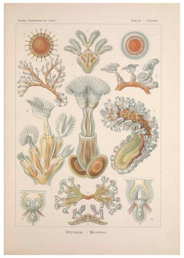 Reproducción/Reproduction 48430655037: Kunstformen der Natur. Leipzig und Wien :Verlag des Bibliographischen Instituts,1899-1904.. 