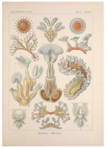Reproducción/Reproduction 48430655037: Kunstformen der Natur. Leipzig und Wien :Verlag des Bibliographischen Instituts,1899-1904.. 