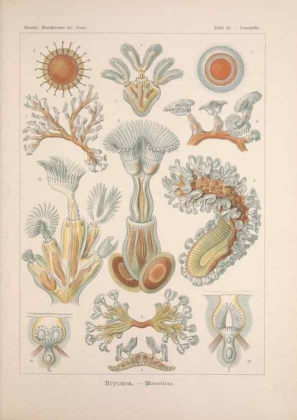 Reproducción/Reproduction 48430655037: Kunstformen der Natur. Leipzig und Wien :Verlag des Bibliographischen Instituts,1899-1904.. 