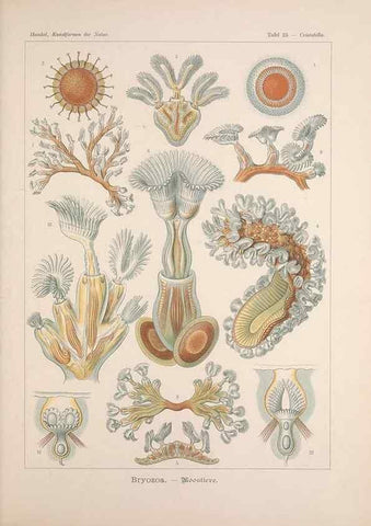 Reproducción/Reproduction 48430655037: Kunstformen der Natur. Leipzig und Wien :Verlag des Bibliographischen Instituts,1899-1904.. 