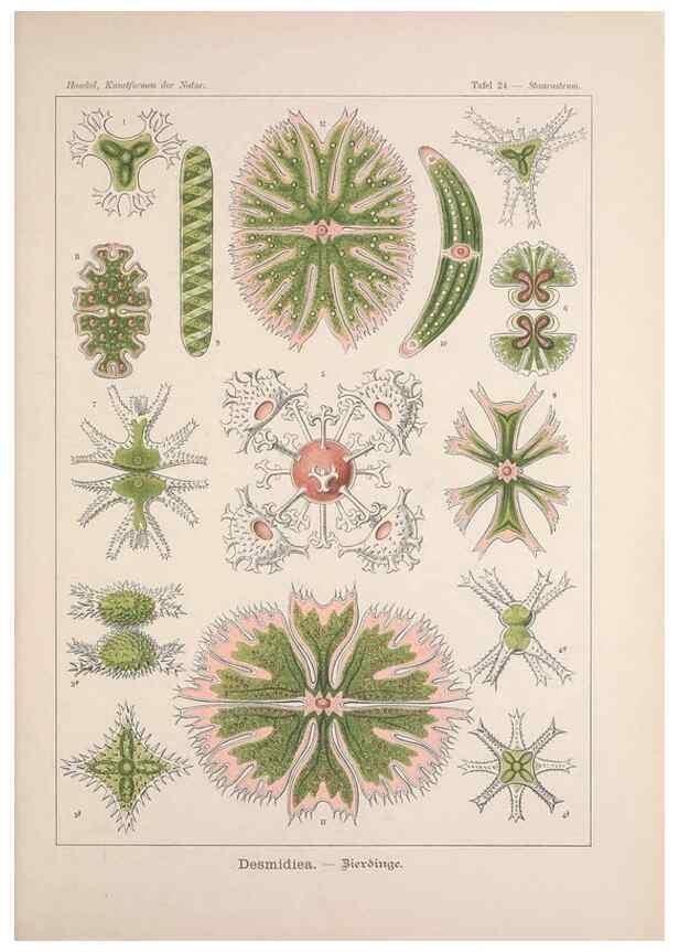 Reproducción/Reproduction 48430655432: Kunstformen der Natur. Leipzig und Wien :Verlag des Bibliographischen Instituts,1899-1904.. 