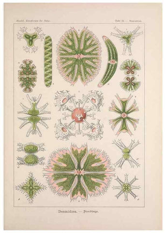 Reproducción/Reproduction 48430655432: Kunstformen der Natur. Leipzig und Wien :Verlag des Bibliographischen Instituts,1899-1904.. 