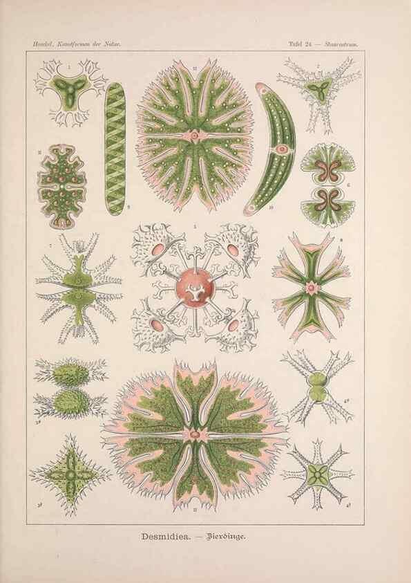 Reproducción/Reproduction 48430655432: Kunstformen der Natur. Leipzig und Wien :Verlag des Bibliographischen Instituts,1899-1904.. 