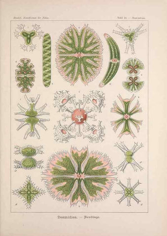 Reproducción/Reproduction 48430655432: Kunstformen der Natur. Leipzig und Wien :Verlag des Bibliographischen Instituts,1899-1904.. 