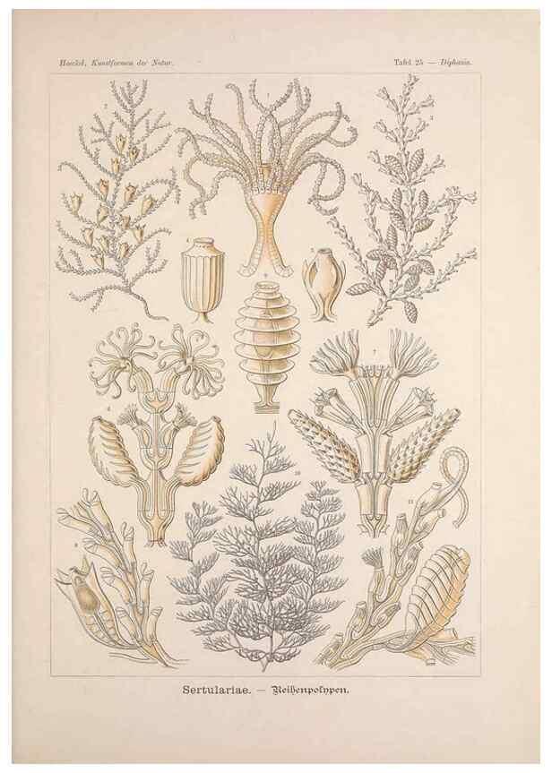 Reproducción/Reproduction 48430514151: Kunstformen der Natur. Leipzig und Wien :Verlag des Bibliographischen Instituts,1899-1904.. 