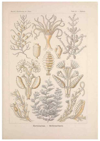 Reproducción/Reproduction 48430514151: Kunstformen der Natur. Leipzig und Wien :Verlag des Bibliographischen Instituts,1899-1904.. 