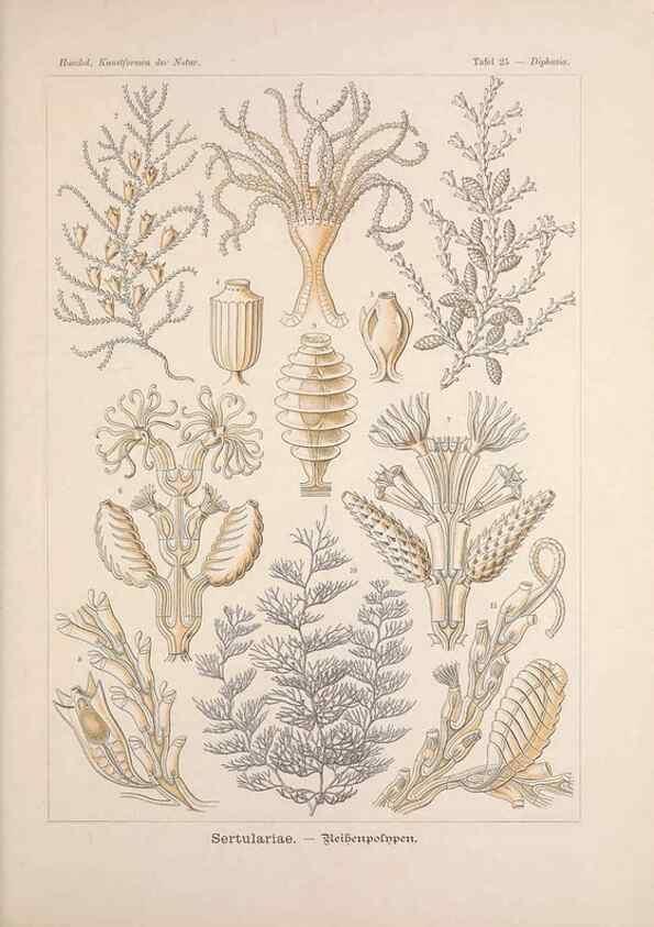 Reproducción/Reproduction 48430514151: Kunstformen der Natur. Leipzig und Wien :Verlag des Bibliographischen Instituts,1899-1904.. 