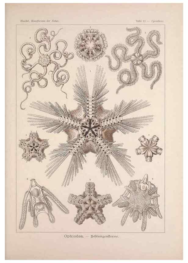 Reproducción/Reproduction 48430507596: Kunstformen der Natur. Leipzig und Wien :Verlag des Bibliographischen Instituts,1899-1904.. 