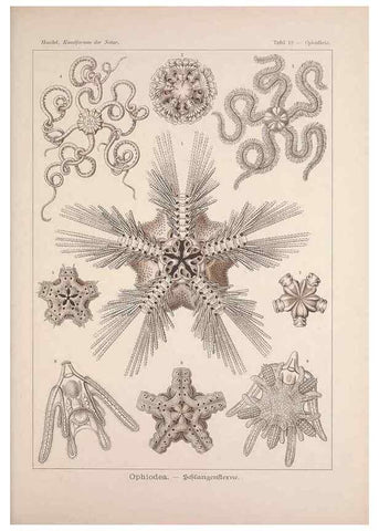 Reproducción/Reproduction 48430507596: Kunstformen der Natur. Leipzig und Wien :Verlag des Bibliographischen Instituts,1899-1904.. 