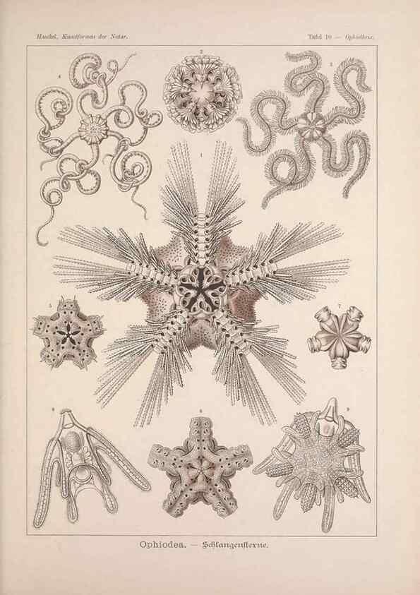 Reproducción/Reproduction 48430507596: Kunstformen der Natur. Leipzig und Wien :Verlag des Bibliographischen Instituts,1899-1904.. 