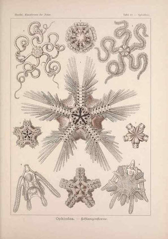 Reproducción/Reproduction 48430507596: Kunstformen der Natur. Leipzig und Wien :Verlag des Bibliographischen Instituts,1899-1904.. 