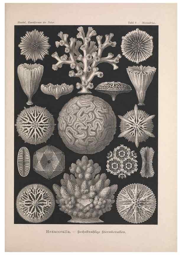 Reproducción/Reproduction 48430648852: Kunstformen der Natur. Leipzig und Wien :Verlag des Bibliographischen Instituts,1899-1904.. 
