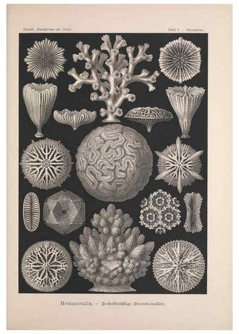 Reproducción/Reproduction 48430648852: Kunstformen der Natur. Leipzig und Wien :Verlag des Bibliographischen Instituts,1899-1904.. 