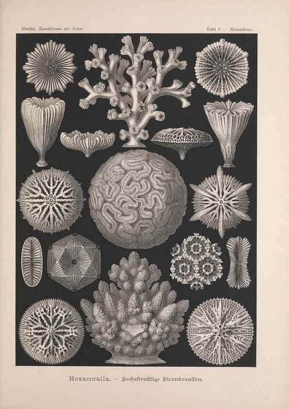Reproducción/Reproduction 48430648852: Kunstformen der Natur. Leipzig und Wien :Verlag des Bibliographischen Instituts,1899-1904.. 