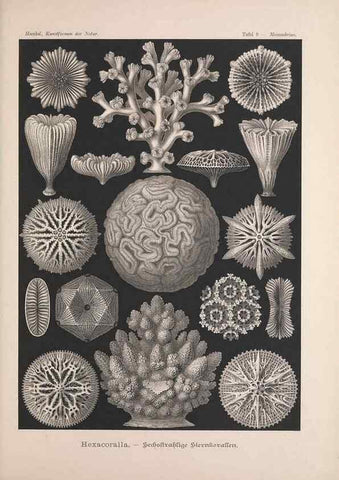 Reproducción/Reproduction 48430648852: Kunstformen der Natur. Leipzig und Wien :Verlag des Bibliographischen Instituts,1899-1904.. 