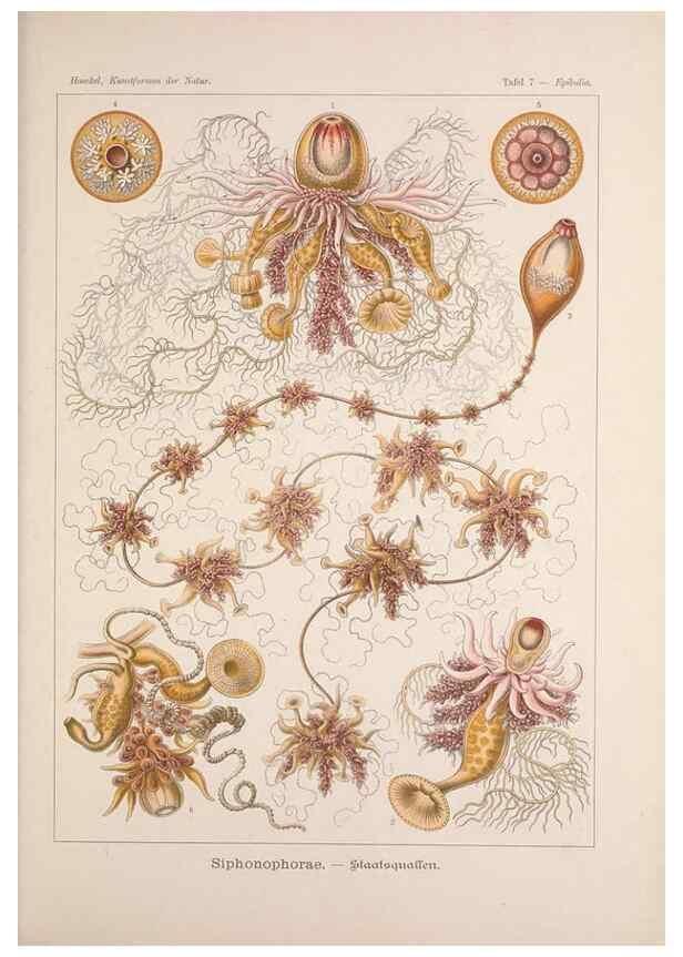 Reproducción/Reproduction 48430506101: Kunstformen der Natur. Leipzig und Wien :Verlag des Bibliographischen Instituts,1899-1904.. 