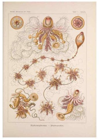 Reproducción/Reproduction 48430506101: Kunstformen der Natur. Leipzig und Wien :Verlag des Bibliographischen Instituts,1899-1904.. 