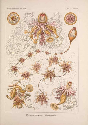 Reproducción/Reproduction 48430506101: Kunstformen der Natur. Leipzig und Wien :Verlag des Bibliographischen Instituts,1899-1904.. 