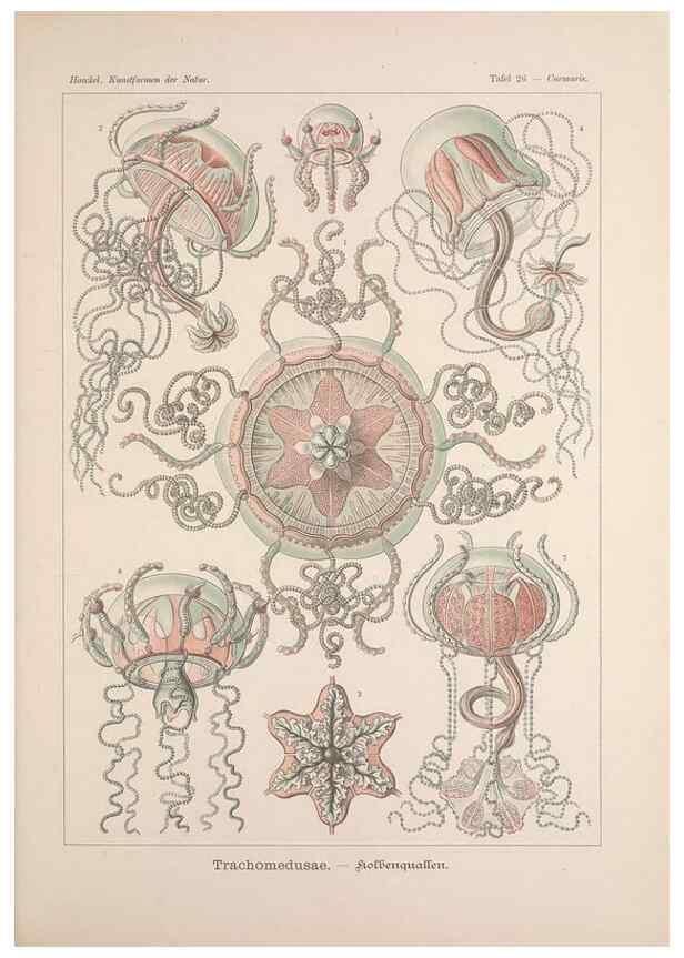 Reproducción/Reproduction 48430514526: Kunstformen der Natur. Leipzig und Wien :Verlag des Bibliographischen Instituts,1899-1904.. 